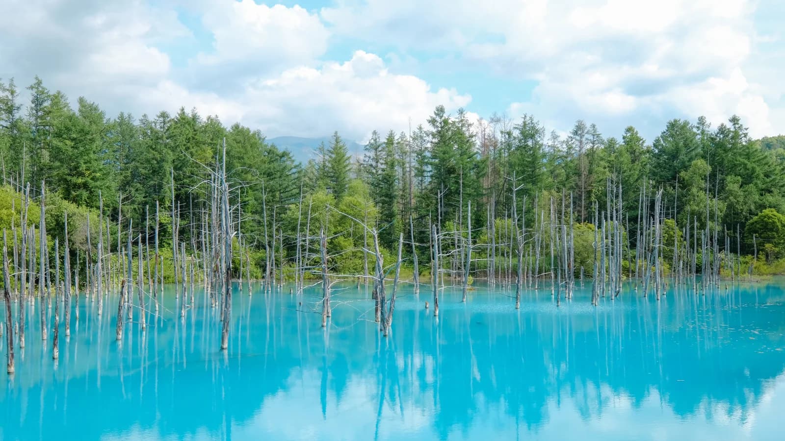 北海道 青い池の美しい風景 - CleanNest Hokkaido